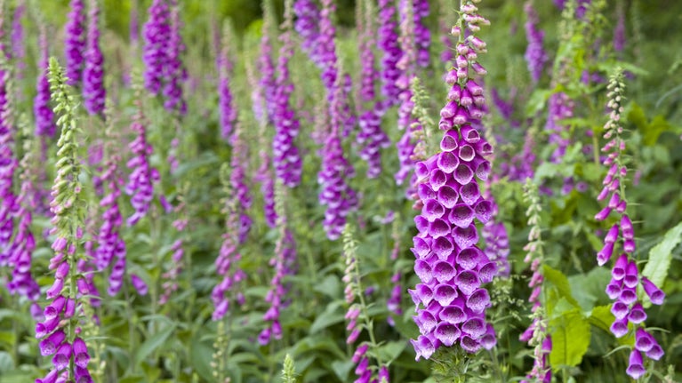 Close up of purple foxgloves (Digitalis purpurea) at Winkworth Arboretum in Godalming, Surrey